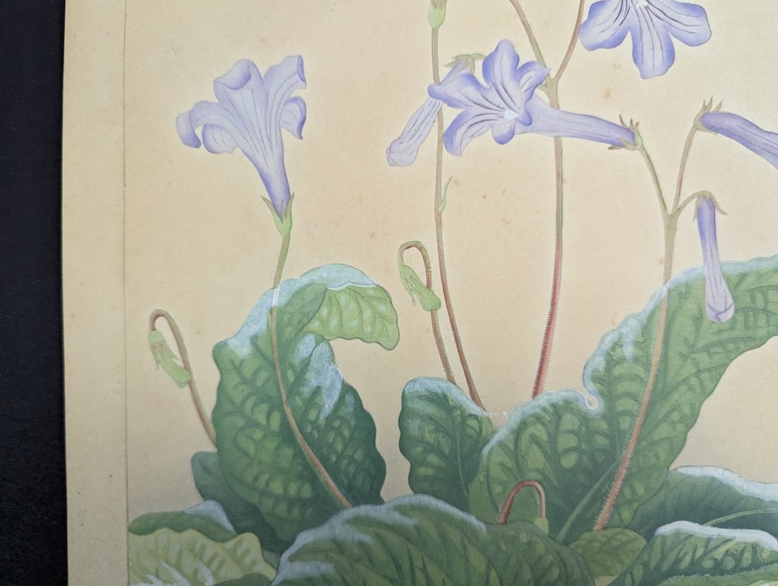 Rakuzan Tsuchiya Japanese Woodblock Print - Streptocarphs - 4