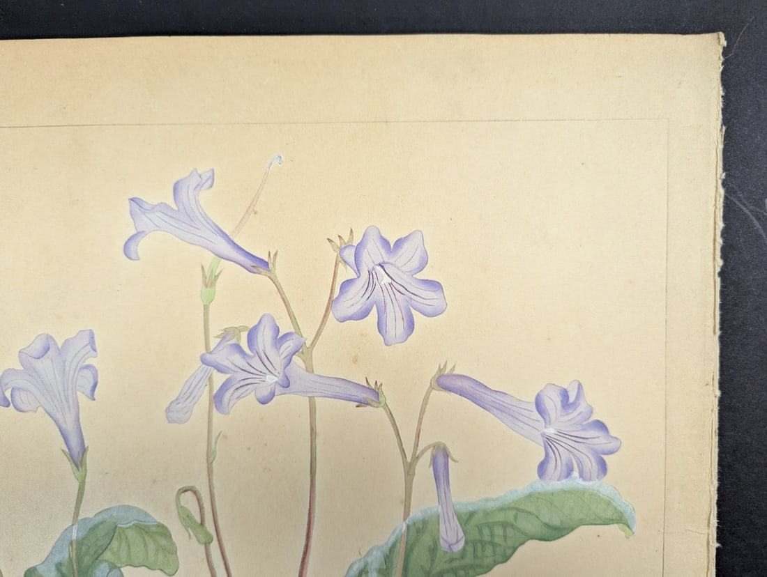 Rakuzan Tsuchiya Japanese Woodblock Print - Streptocarphs - 5