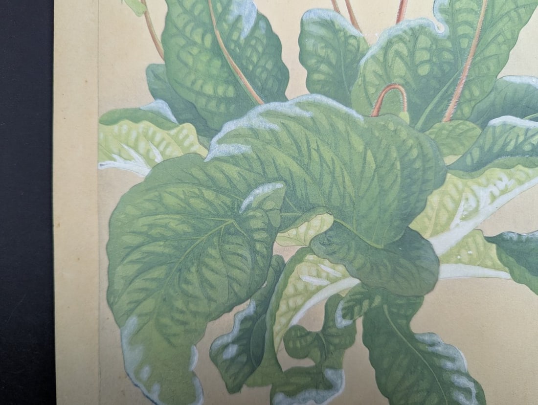 Rakuzan Tsuchiya Japanese Woodblock Print - Streptocarphs - 7