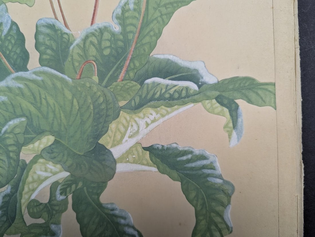 Rakuzan Tsuchiya Japanese Woodblock Print - Streptocarphs - 8
