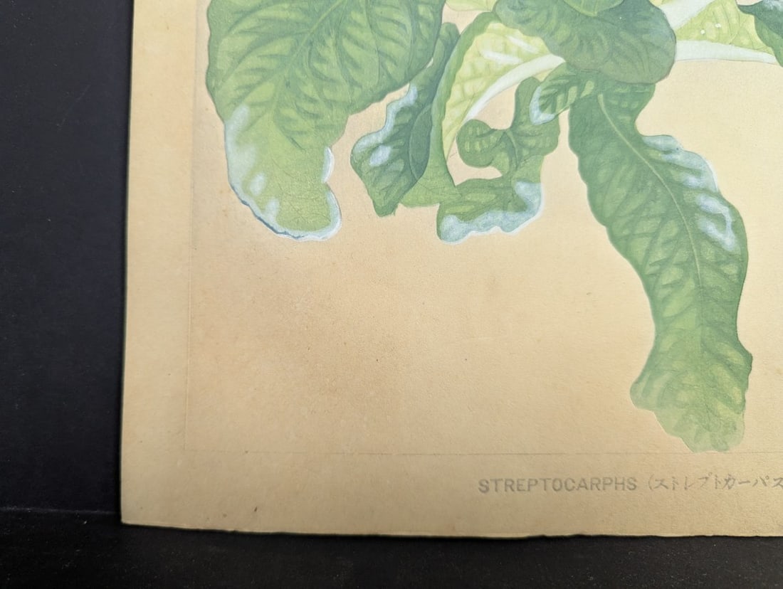 Rakuzan Tsuchiya Japanese Woodblock Print - Streptocarphs - 9