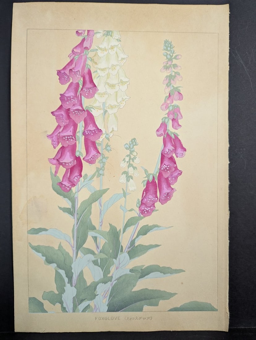 Foxglove Japanese Woodblock Print by Rakuzan - Vibrant Floral Artwork: **Important** Please read below description on how to avoid high shipping costs. Presenting a stunning Japanese Woodblock Print titled 'Foxglove' by the renowned artist Rakuzan Tsuchiya. This exquisit