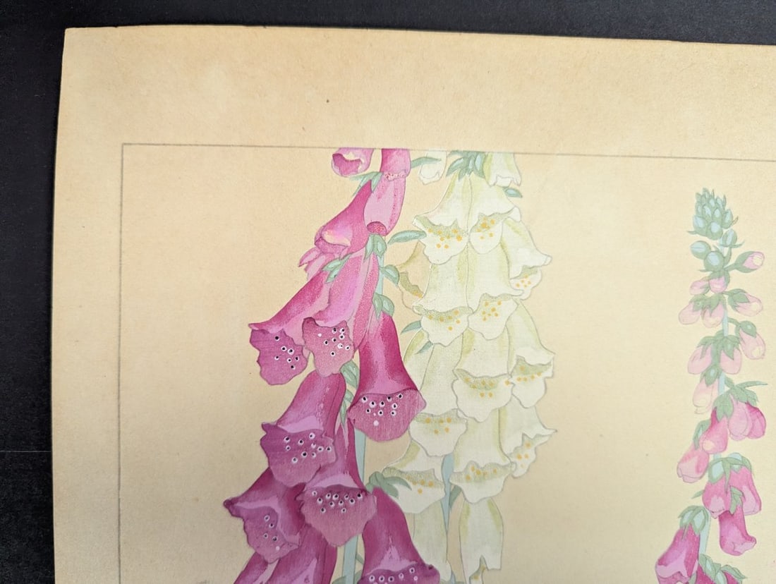 Foxglove Japanese Woodblock Print by Rakuzan - Vibrant Floral Artwork - 3