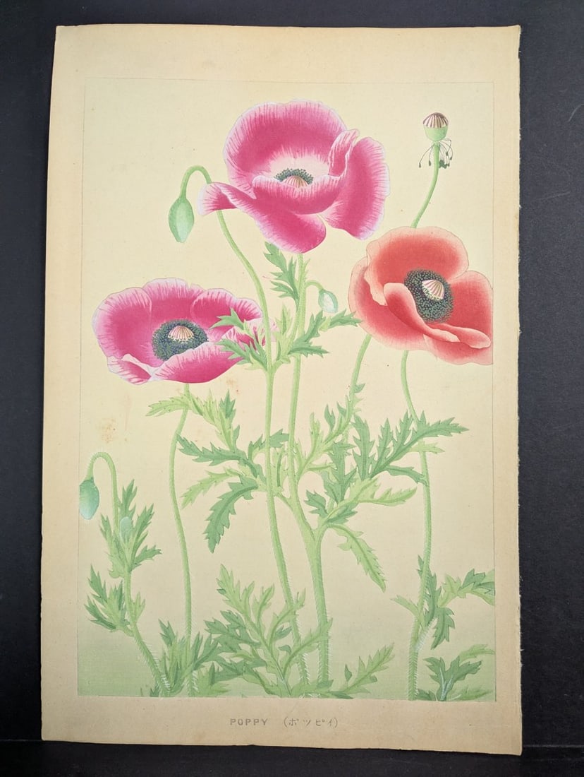 Japanese Woodblock Print Poppy by Rakuzan Nakayama - Collectible Floral Art: **Important** Please read below description on how to avoid high shipping costs. This captivating Japanese woodblock print titled 'Poppy (ãƒãƒƒãƒ”ã&