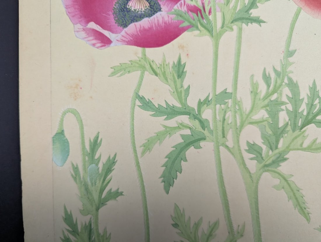Japanese Woodblock Print Poppy by Rakuzan Nakayama - Collectible Floral Art - 6