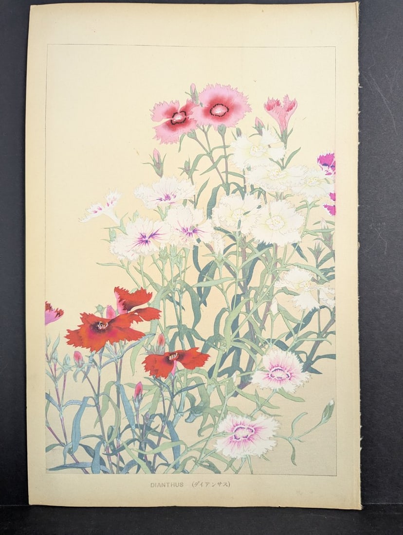 Rakuzan Tsuchiya Dianthus Japanese Woodblock Print: **Important** Please read below description on how to avoid high shipping costs. This exquisite Japanese woodblock print titled 'Dianthus' is by the renowned artist Rakuzan Tsuchiya. Active during