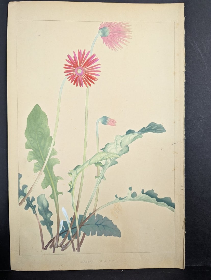 Tsuchiya Rakuzan Gerbera Japanese Woodblock Print: **Important** Please read below description on how to avoid high shipping costs. This original woodblock print by Tsuchiya Rakuzan is from the renowned series 'Rakuzan KachÅ Gafu', publishe