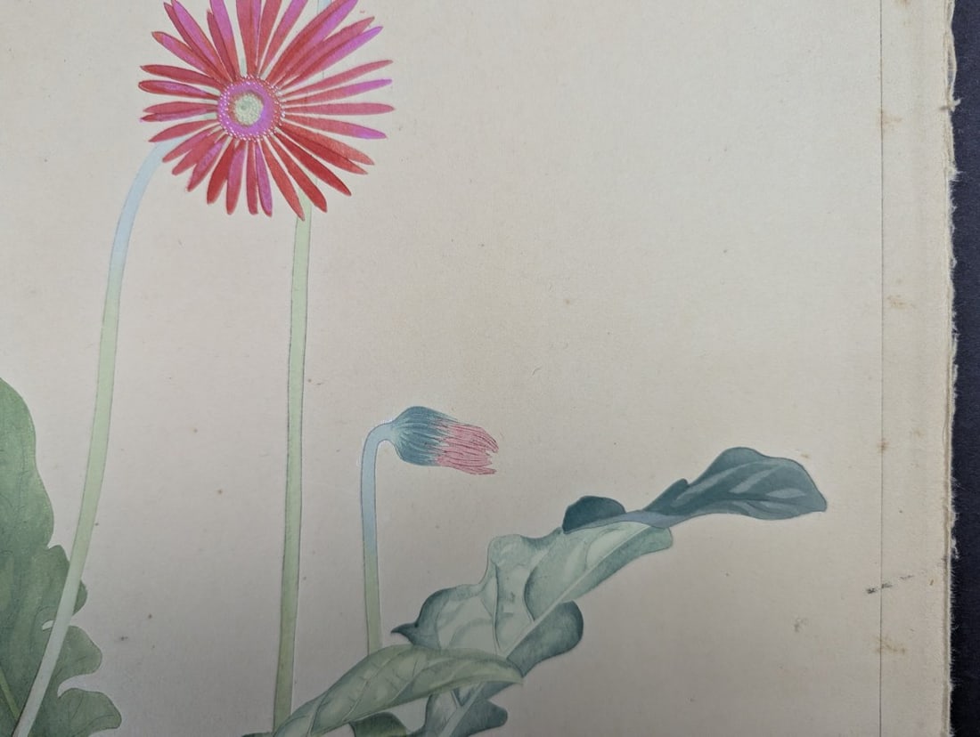 Tsuchiya Rakuzan Gerbera Japanese Woodblock Print - 3