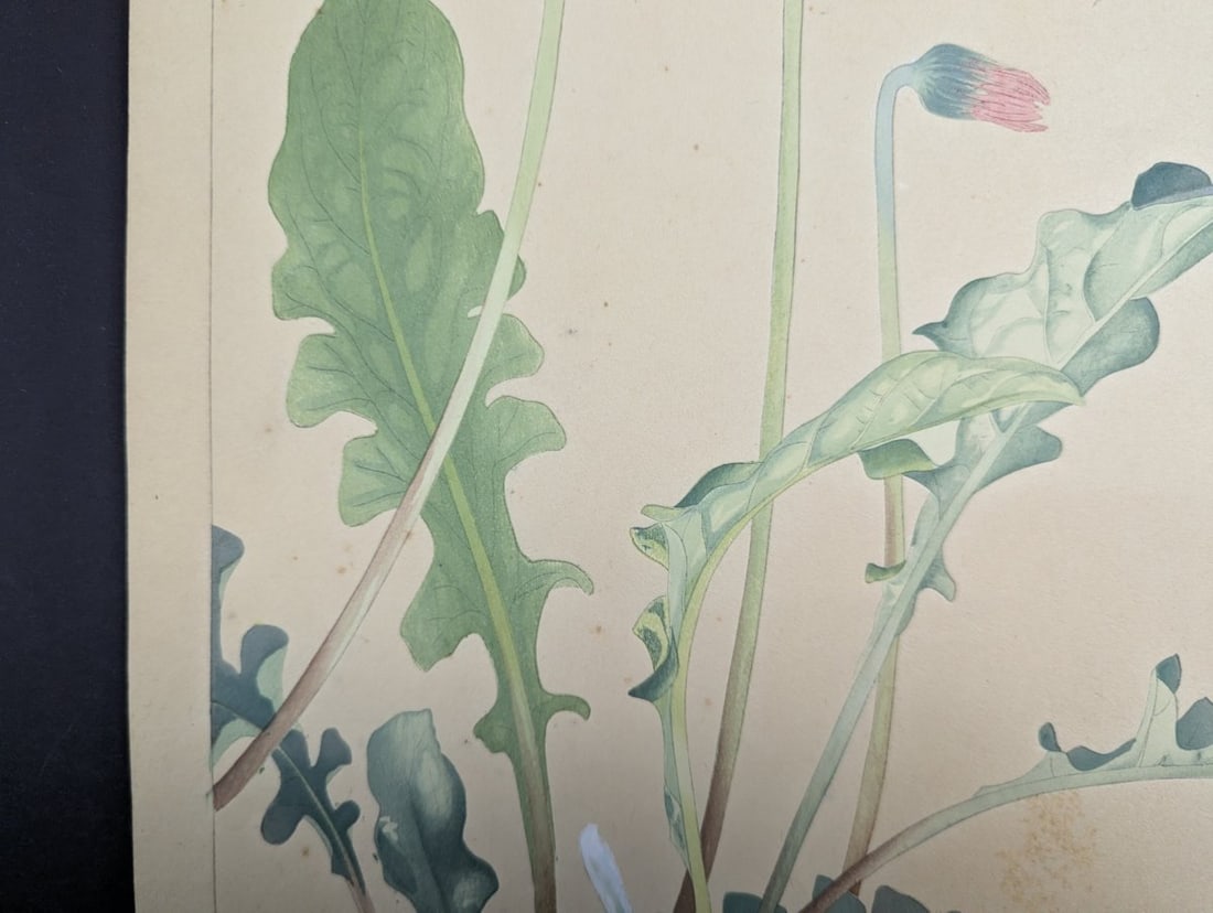 Tsuchiya Rakuzan Gerbera Japanese Woodblock Print - 6