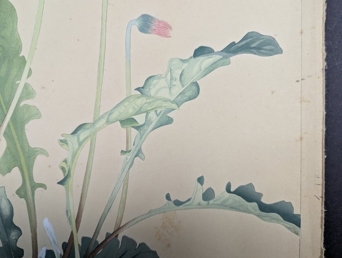 Tsuchiya Rakuzan Gerbera Japanese Woodblock Print - 8