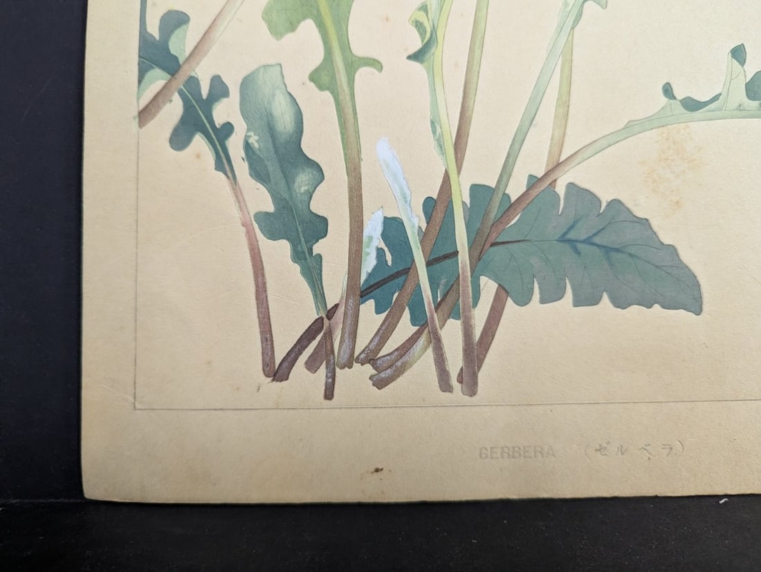 Tsuchiya Rakuzan Gerbera Japanese Woodblock Print - 9