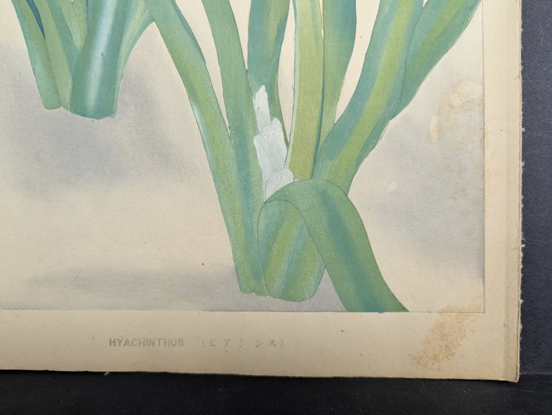 Hyacinthus Japanese Woodblock Print by Rakuzan Tsuchiya - Botantical Series Art - 10