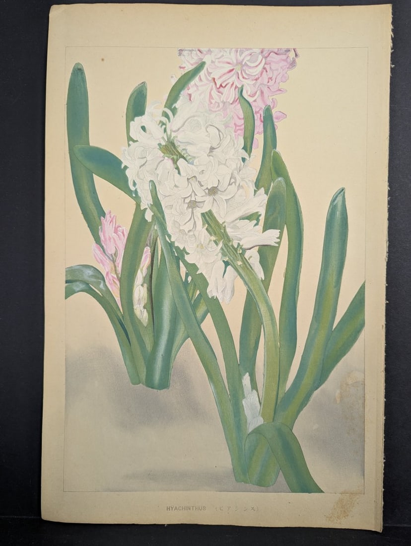 Hyacinthus Japanese Woodblock Print by Rakuzan Tsuchiya - Botantical Series Art: **Important** Please read below description on how to avoid high shipping costs. This exquisite 'Hyacinthus' Japanese Woodblock Print by Rakuzan Tsuchiya is a stunning piece from a botanical series.