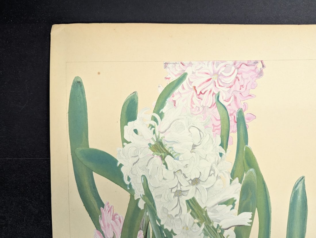 Hyacinthus Japanese Woodblock Print by Rakuzan Tsuchiya - Botantical Series Art - 2