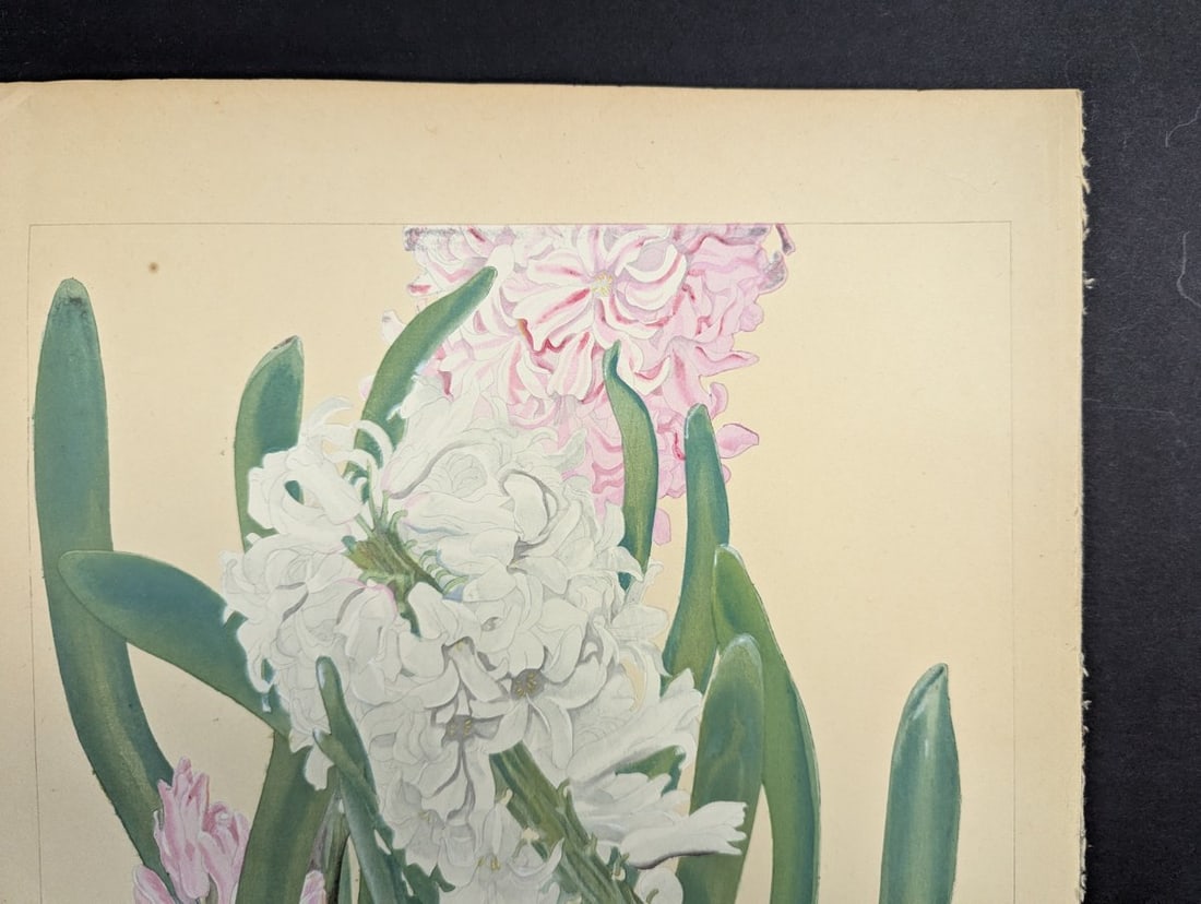 Hyacinthus Japanese Woodblock Print by Rakuzan Tsuchiya - Botantical Series Art - 3