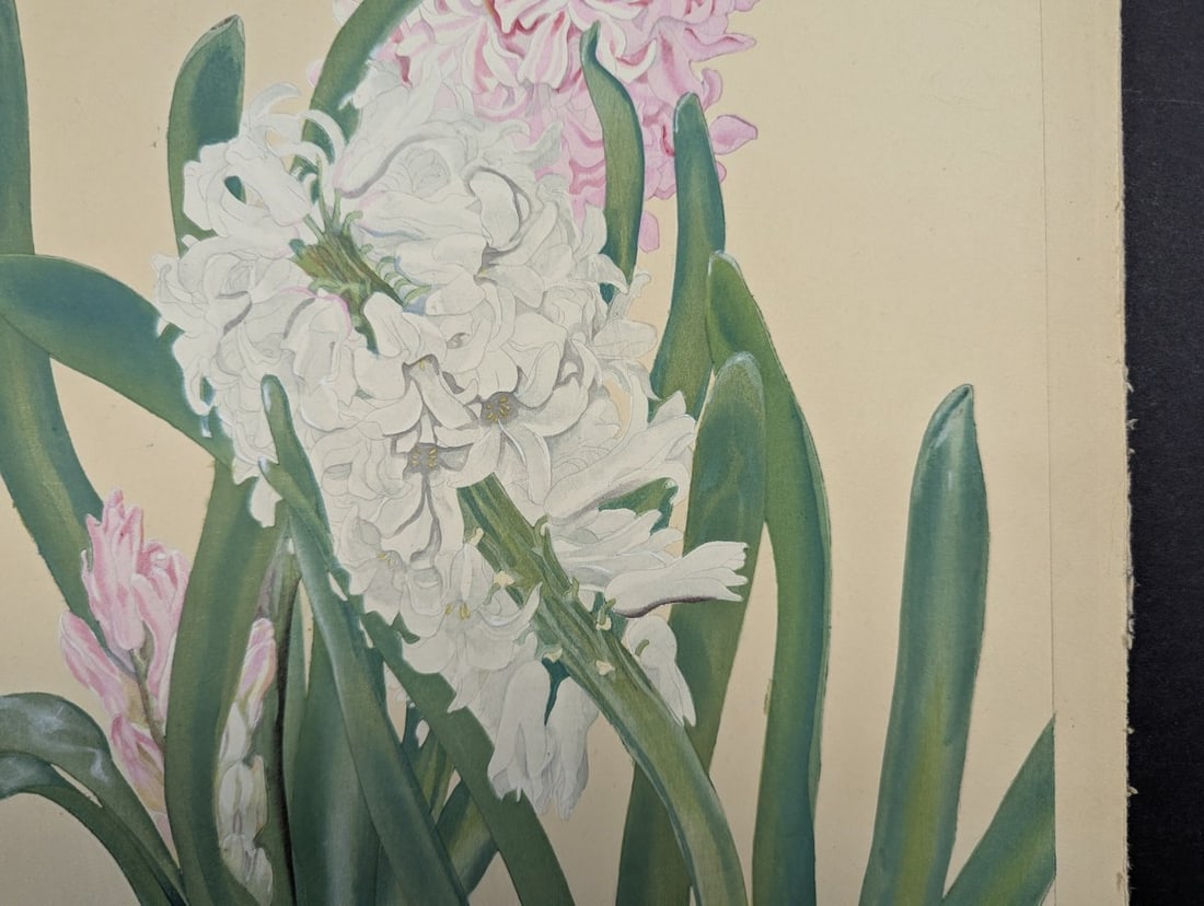 Hyacinthus Japanese Woodblock Print by Rakuzan Tsuchiya - Botantical Series Art - 5