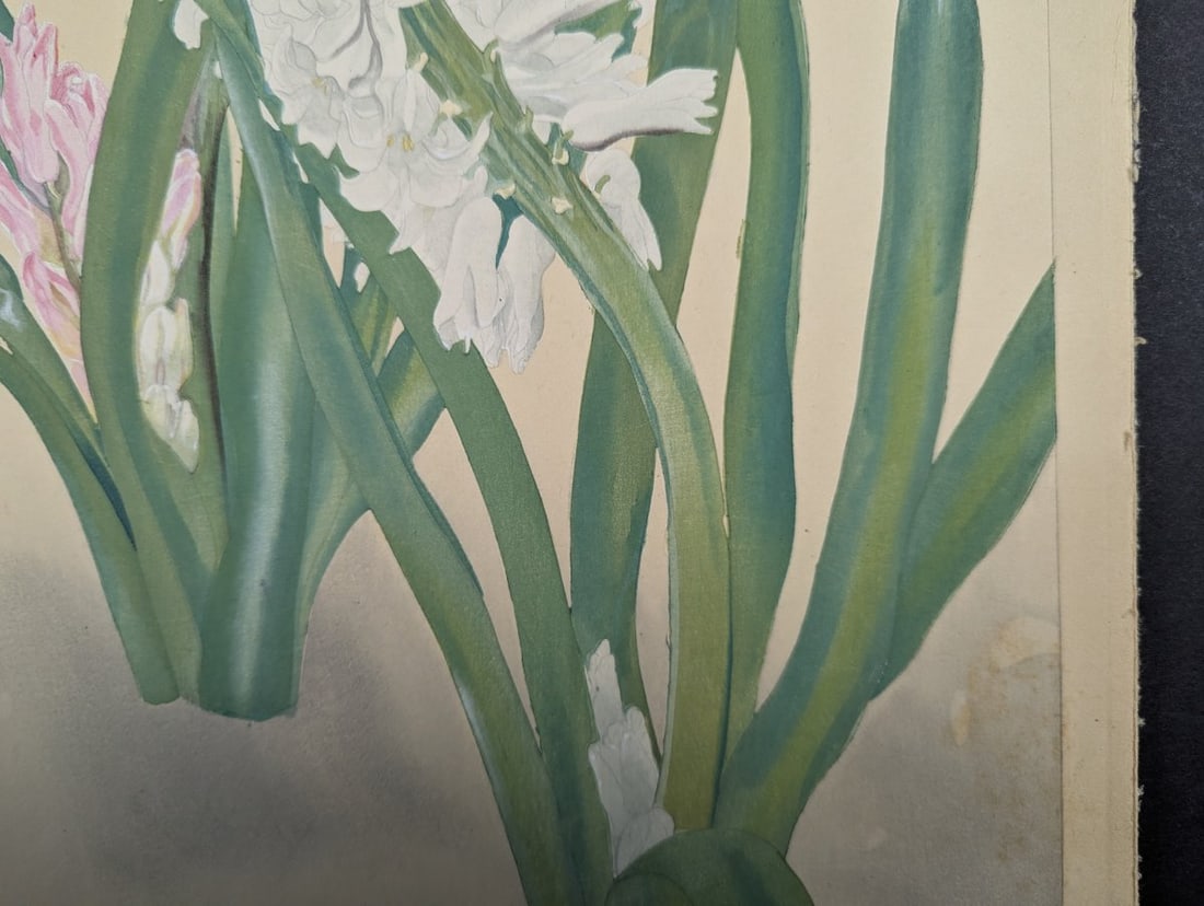 Hyacinthus Japanese Woodblock Print by Rakuzan Tsuchiya - Botantical Series Art - 7