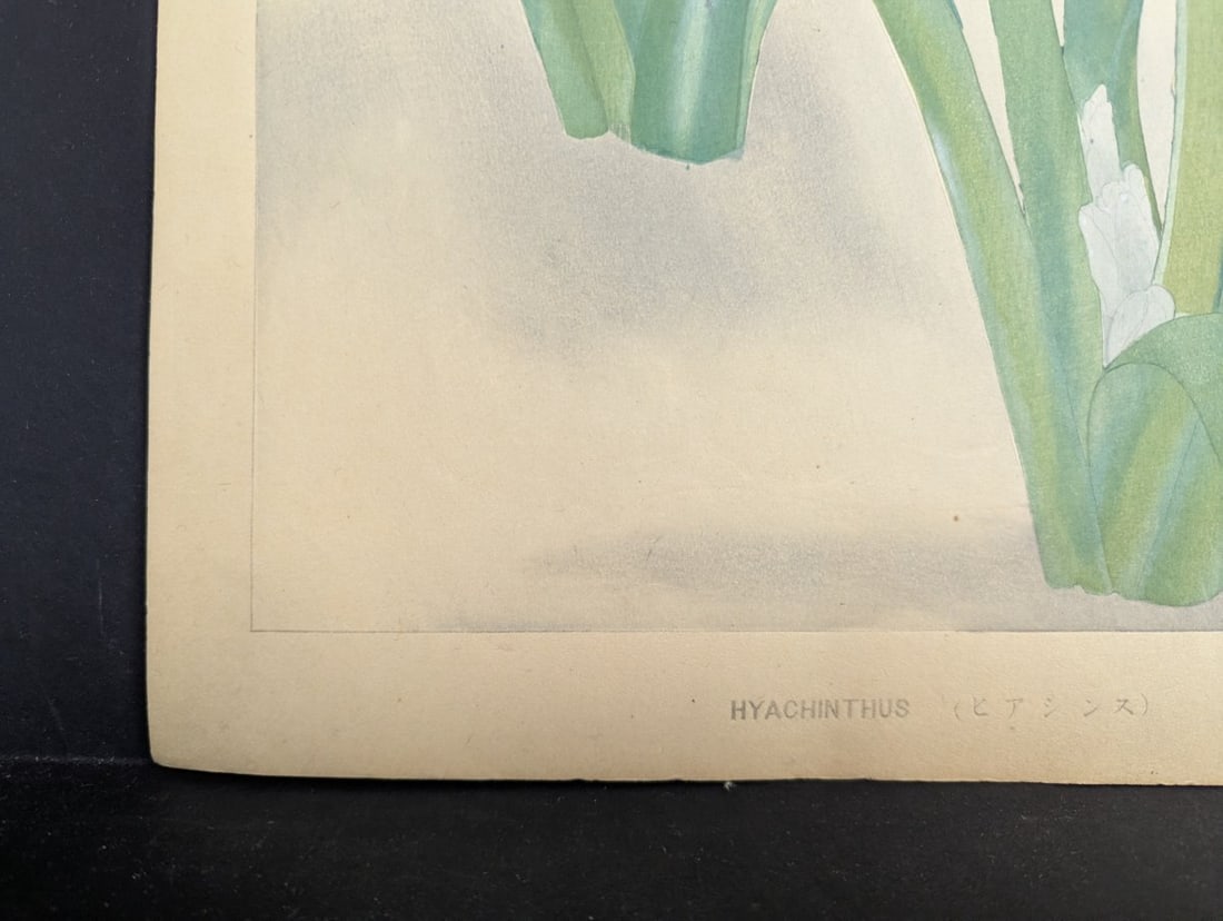 Hyacinthus Japanese Woodblock Print by Rakuzan Tsuchiya - Botantical Series Art - 8