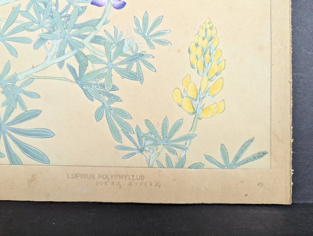 Rakuzan Tsuchiya Japanese Woodblock Print - Lupinus Polyphyllus Floral Artwork - 10