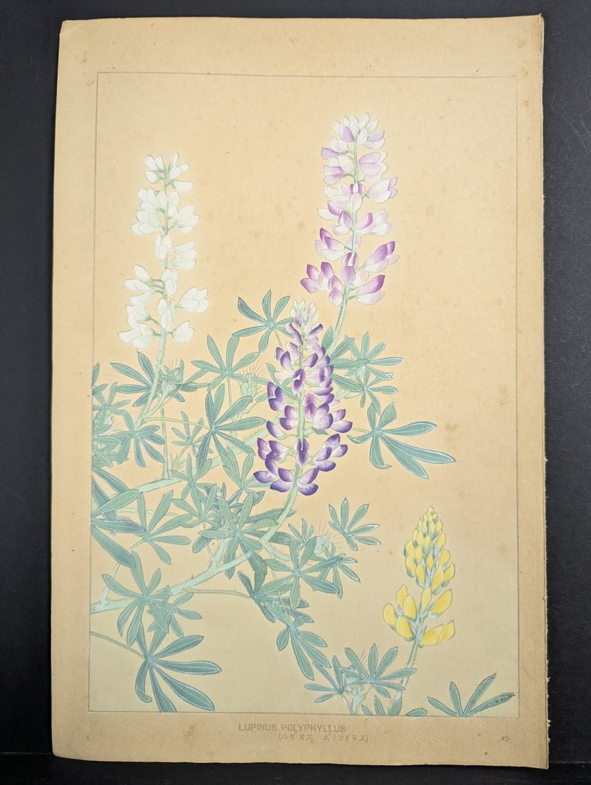 Rakuzan Tsuchiya Japanese Woodblock Print - Lupinus Polyphyllus Floral Artwork (1 of 10)
