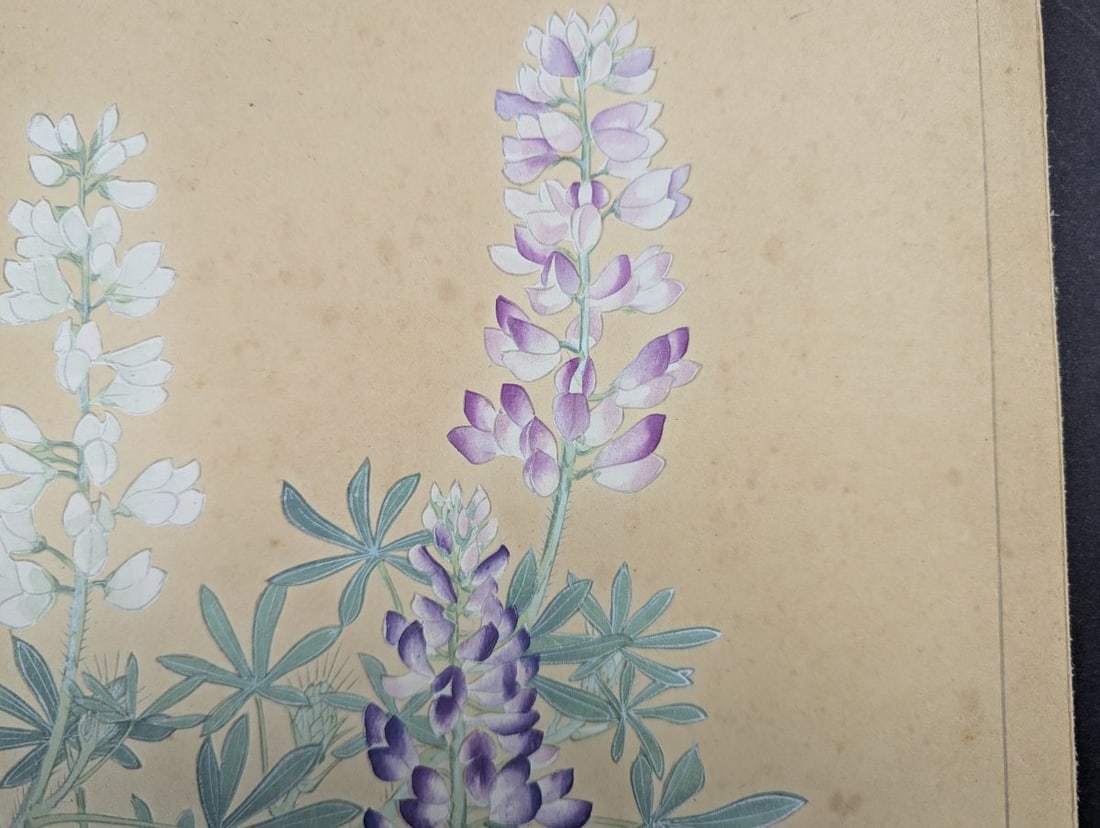 Rakuzan Tsuchiya Japanese Woodblock Print - Lupinus Polyphyllus Floral Artwork - 2