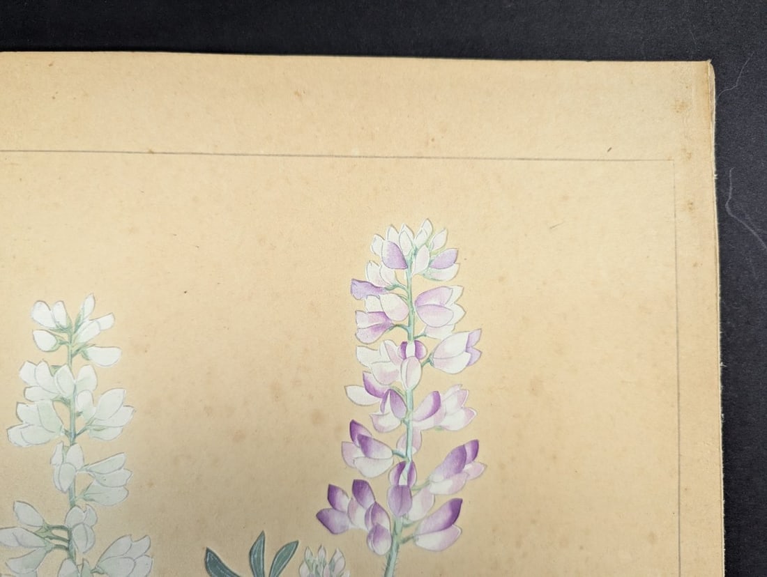 Rakuzan Tsuchiya Japanese Woodblock Print - Lupinus Polyphyllus Floral Artwork - 3