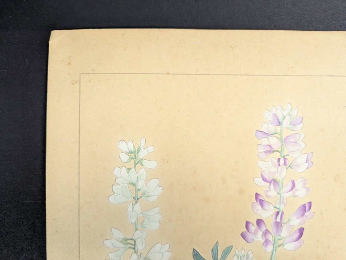 Rakuzan Tsuchiya Japanese Woodblock Print - Lupinus Polyphyllus Floral Artwork - 4