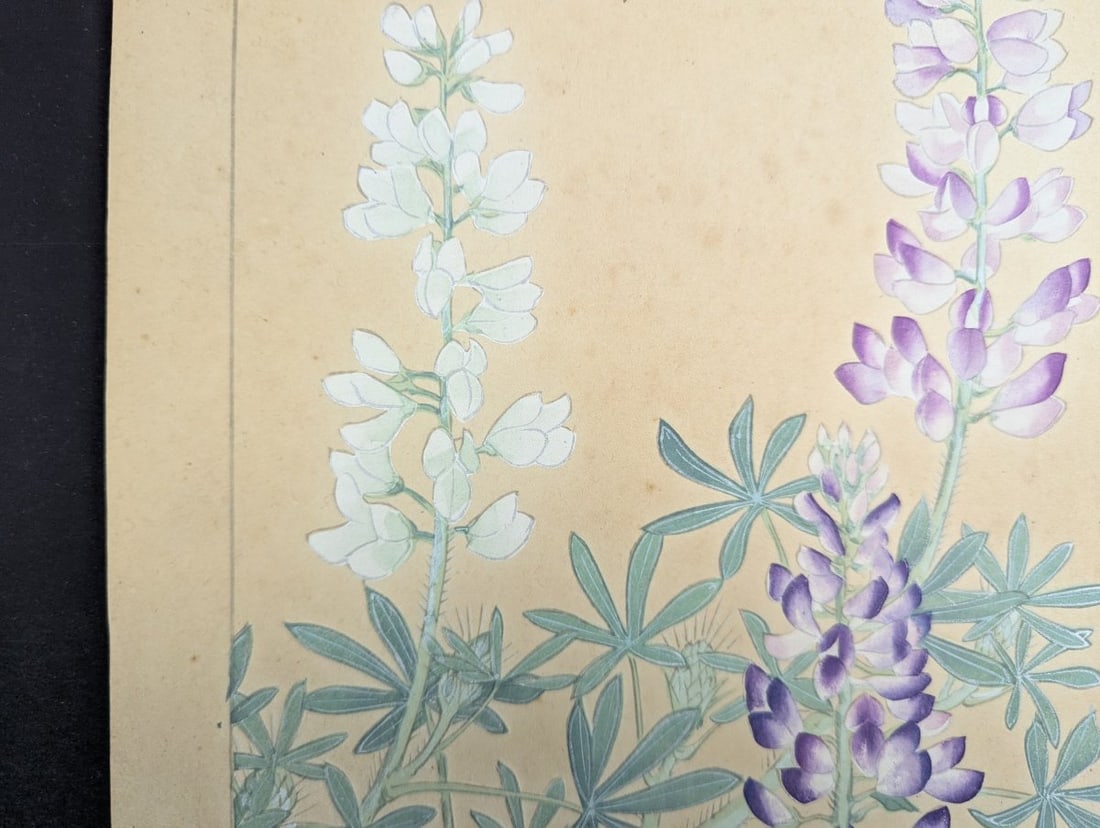 Rakuzan Tsuchiya Japanese Woodblock Print - Lupinus Polyphyllus Floral Artwork - 5