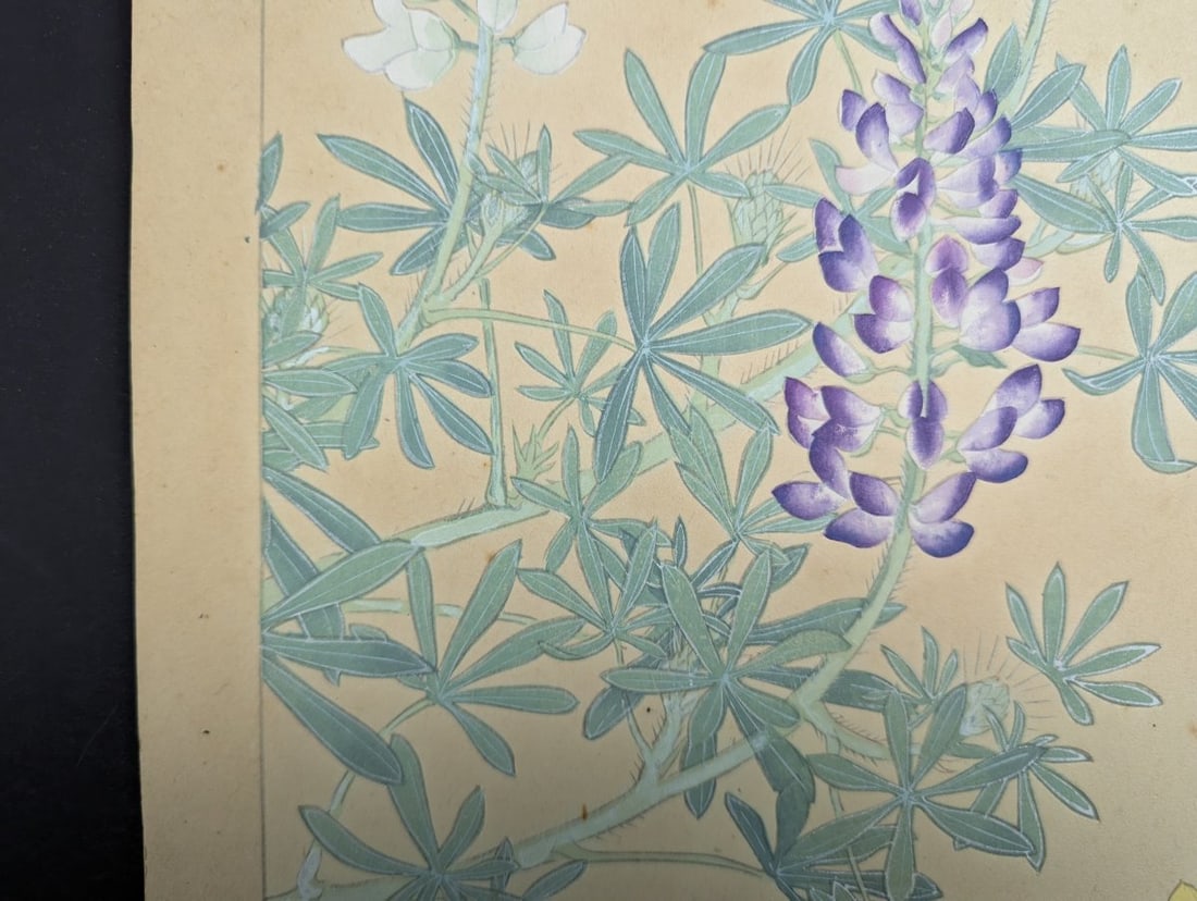 Rakuzan Tsuchiya Japanese Woodblock Print - Lupinus Polyphyllus Floral Artwork - 7