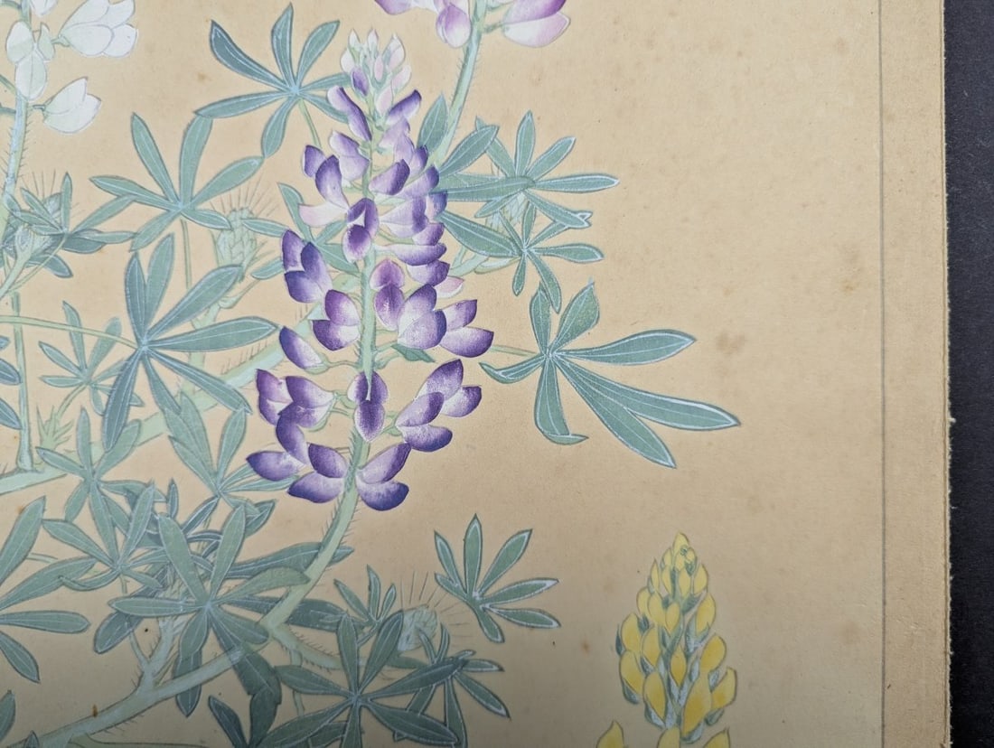 Rakuzan Tsuchiya Japanese Woodblock Print - Lupinus Polyphyllus Floral Artwork - 8