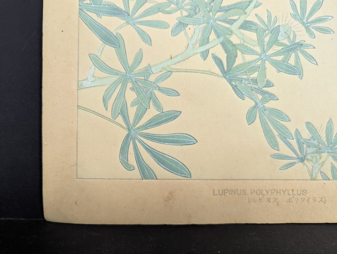 Rakuzan Tsuchiya Japanese Woodblock Print - Lupinus Polyphyllus Floral Artwork - 9