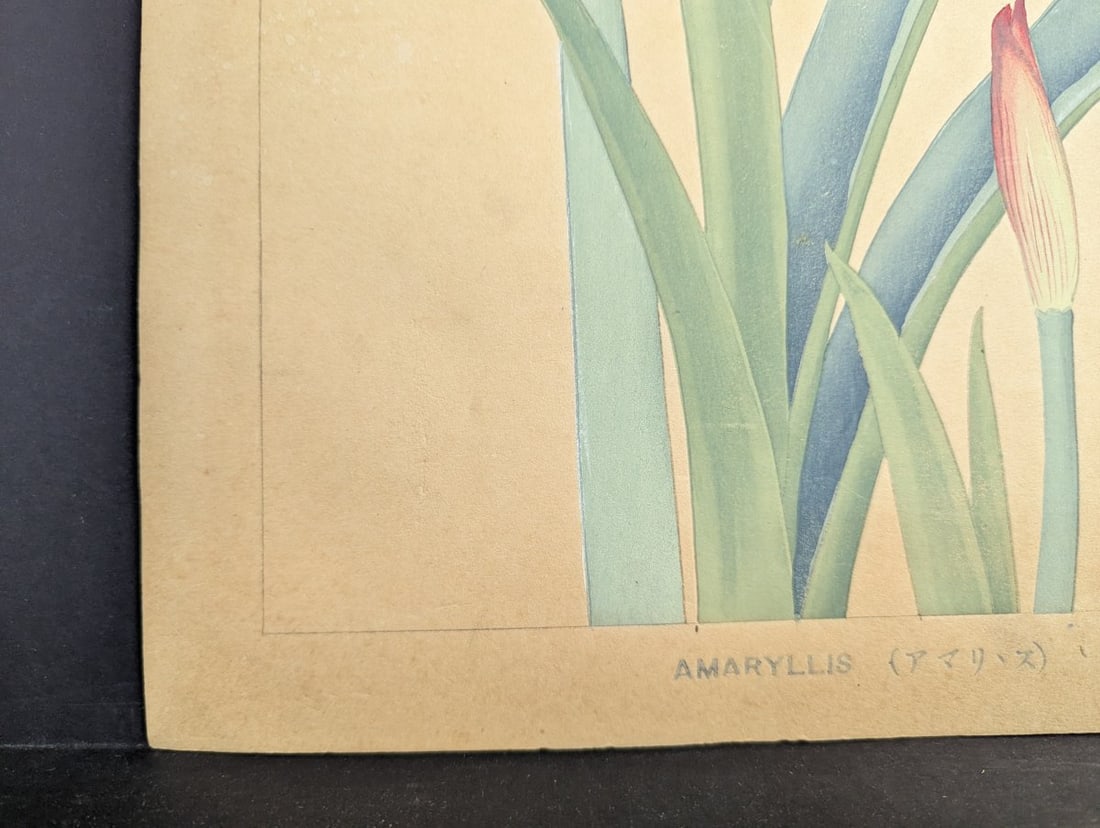 Rakuzan Tsuchiya 'Amaryllis' Japanese Woodblock Print - 10