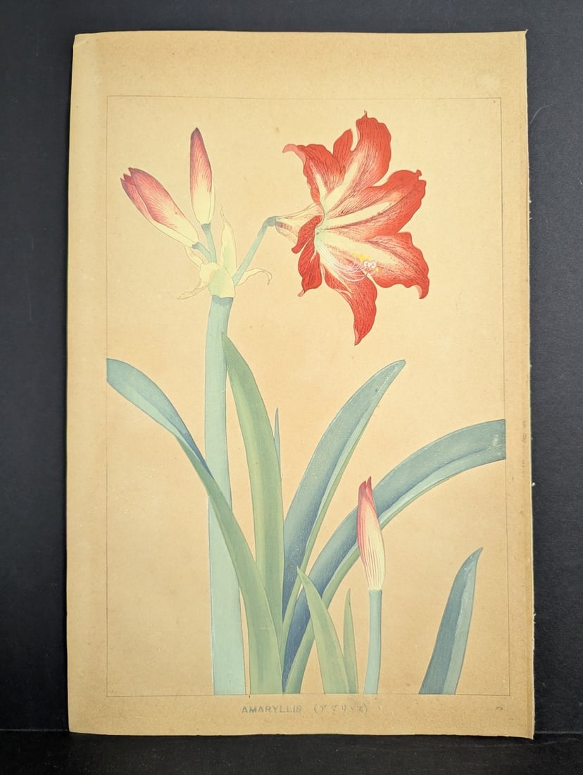 Rakuzan Tsuchiya 'Amaryllis' Japanese Woodblock Print: **Important** Please read below description on how to avoid high shipping costs. This authentic Japanese woodblock print by Rakuzan Tsuchiya features the stunning subject 'Amaryllis'. The print