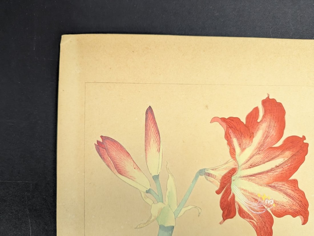 Rakuzan Tsuchiya 'Amaryllis' Japanese Woodblock Print - 2