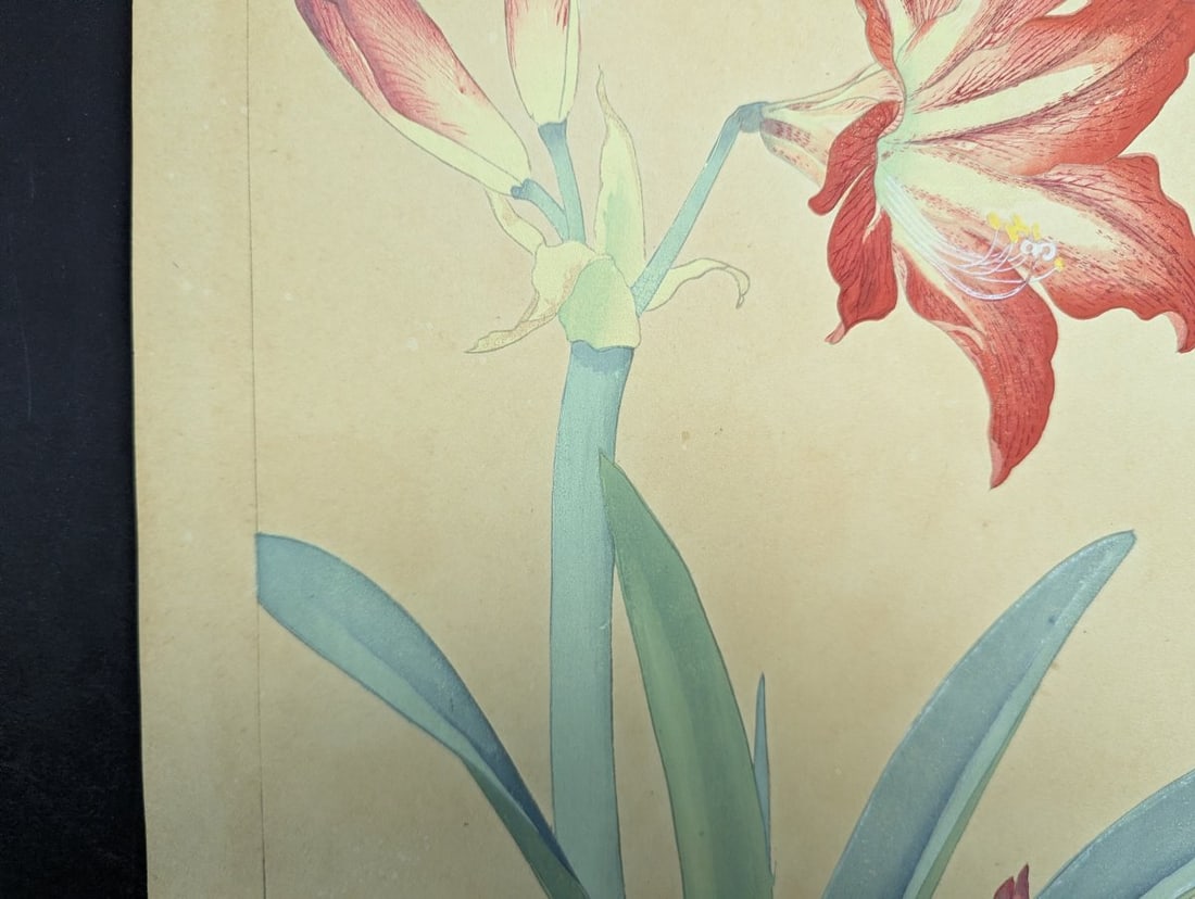 Rakuzan Tsuchiya 'Amaryllis' Japanese Woodblock Print - 3