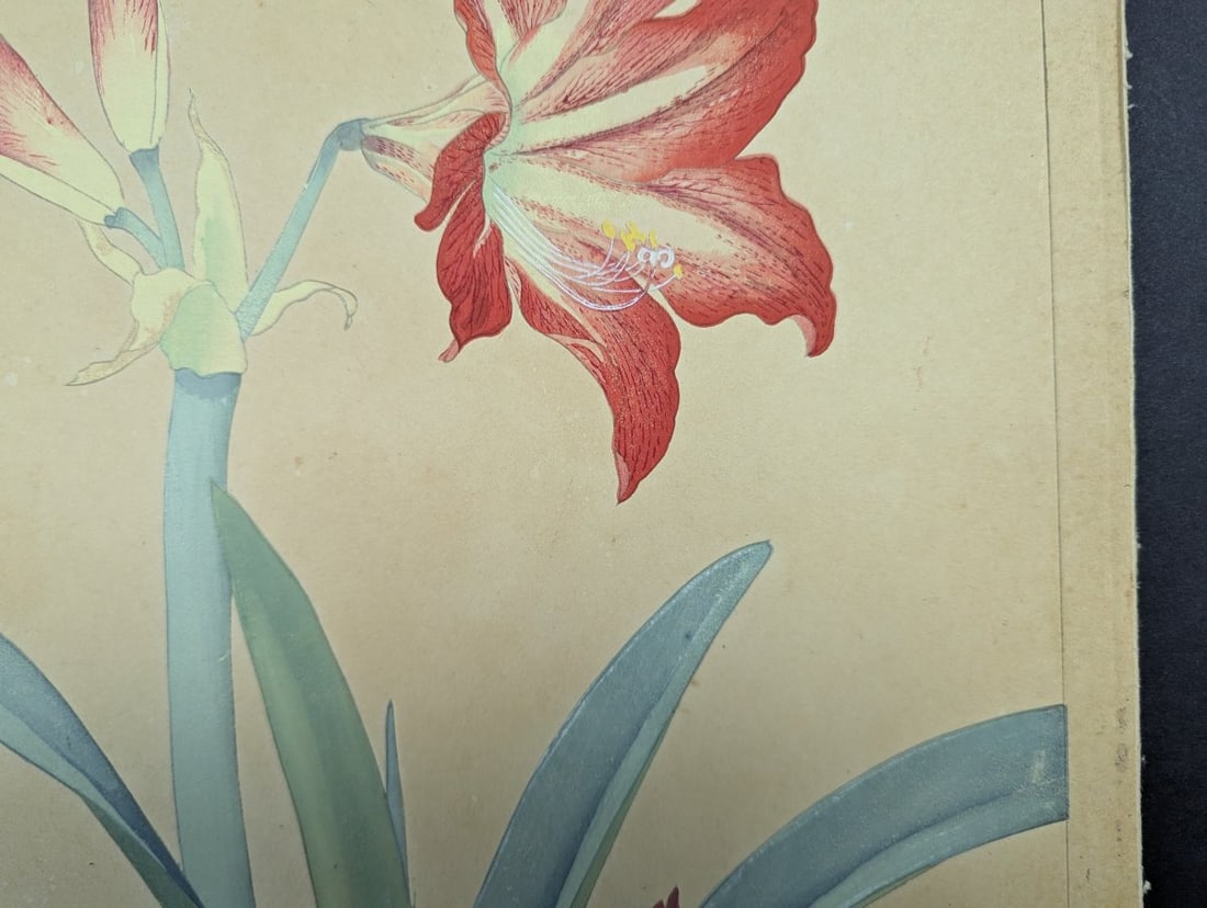 Rakuzan Tsuchiya 'Amaryllis' Japanese Woodblock Print - 4