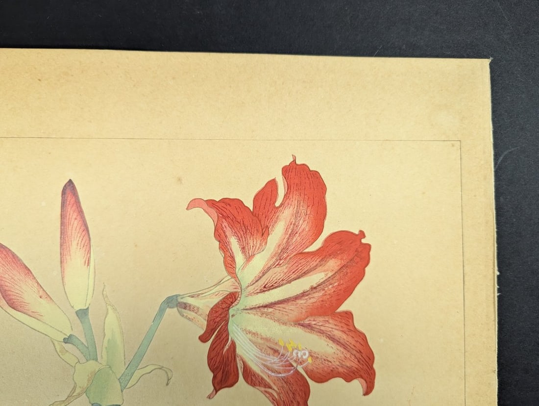 Rakuzan Tsuchiya 'Amaryllis' Japanese Woodblock Print - 5