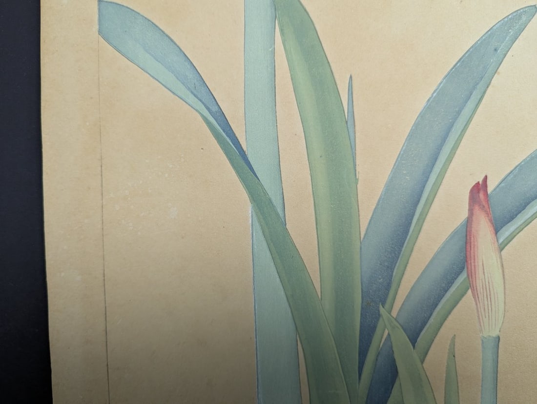 Rakuzan Tsuchiya 'Amaryllis' Japanese Woodblock Print - 6