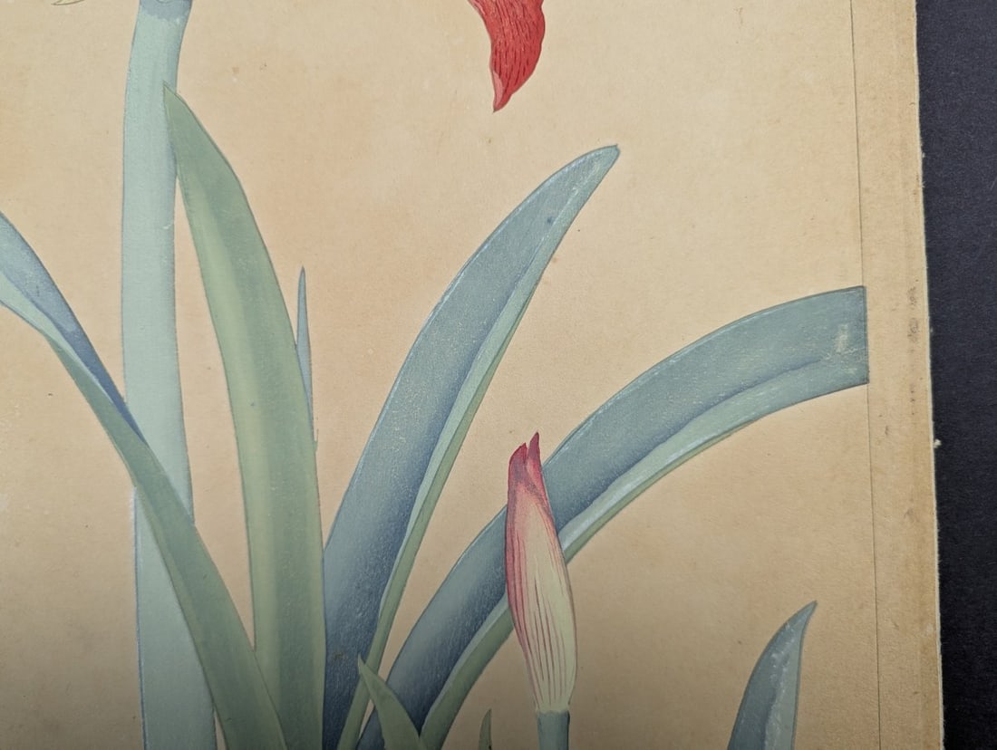 Rakuzan Tsuchiya 'Amaryllis' Japanese Woodblock Print - 7