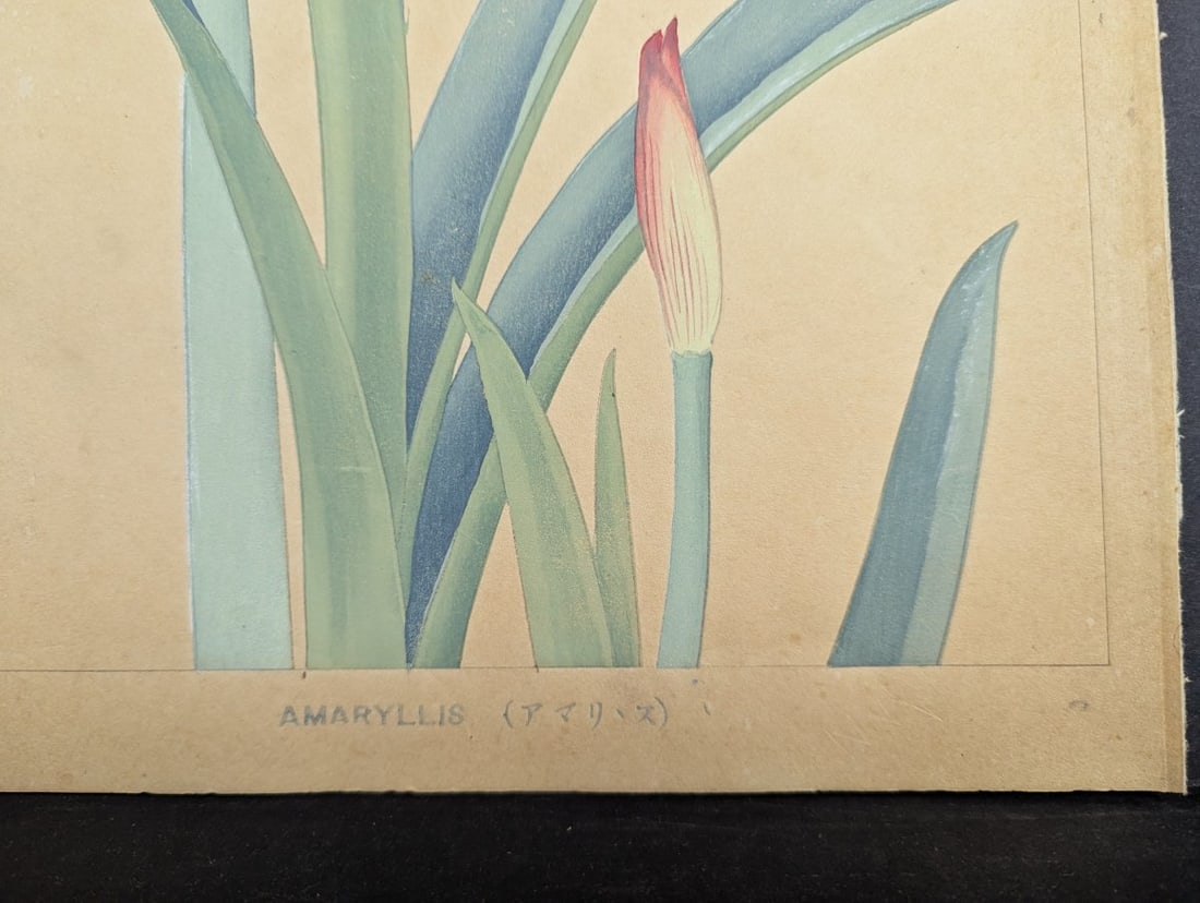 Rakuzan Tsuchiya 'Amaryllis' Japanese Woodblock Print - 9