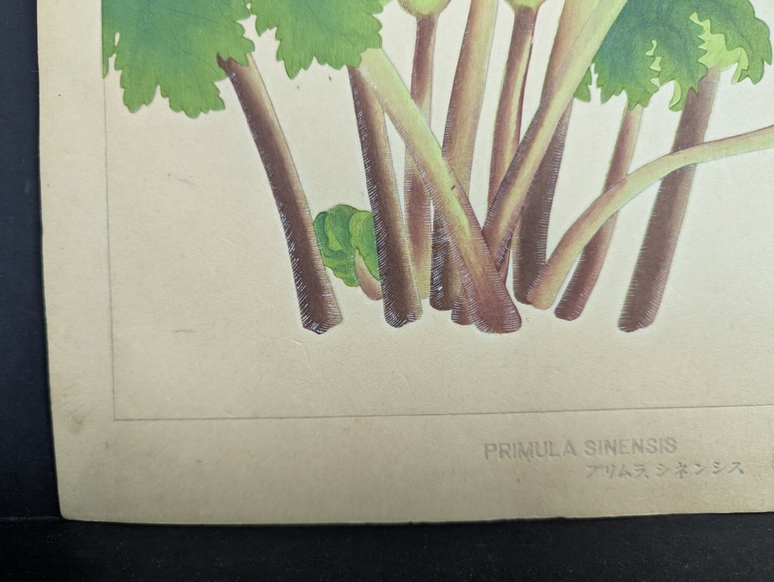 Rakuzan Tsuchiya Japanese Woodblock Print 'Primula Sinensis' - Beautiful Botanical Art - 10