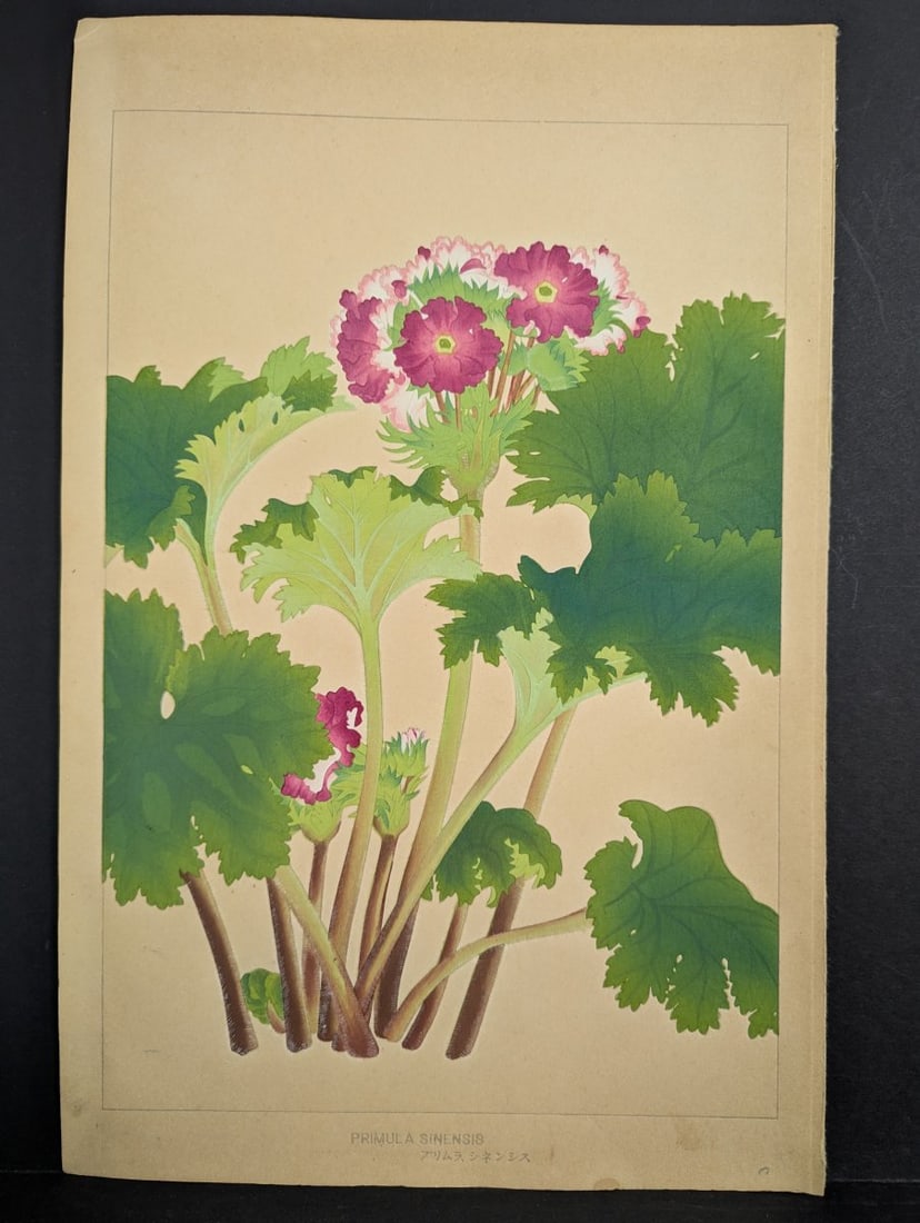 Rakuzan Tsuchiya Japanese Woodblock Print 'Primula Sinensis' - Beautiful Botanical Art: **Important** Please read below description on how to avoid high shipping costs. This exquisite woodblock print by Rakuzan Tsuchiya features the 'Primula Sinensis' (Chinese Primrose), a beloved subjec