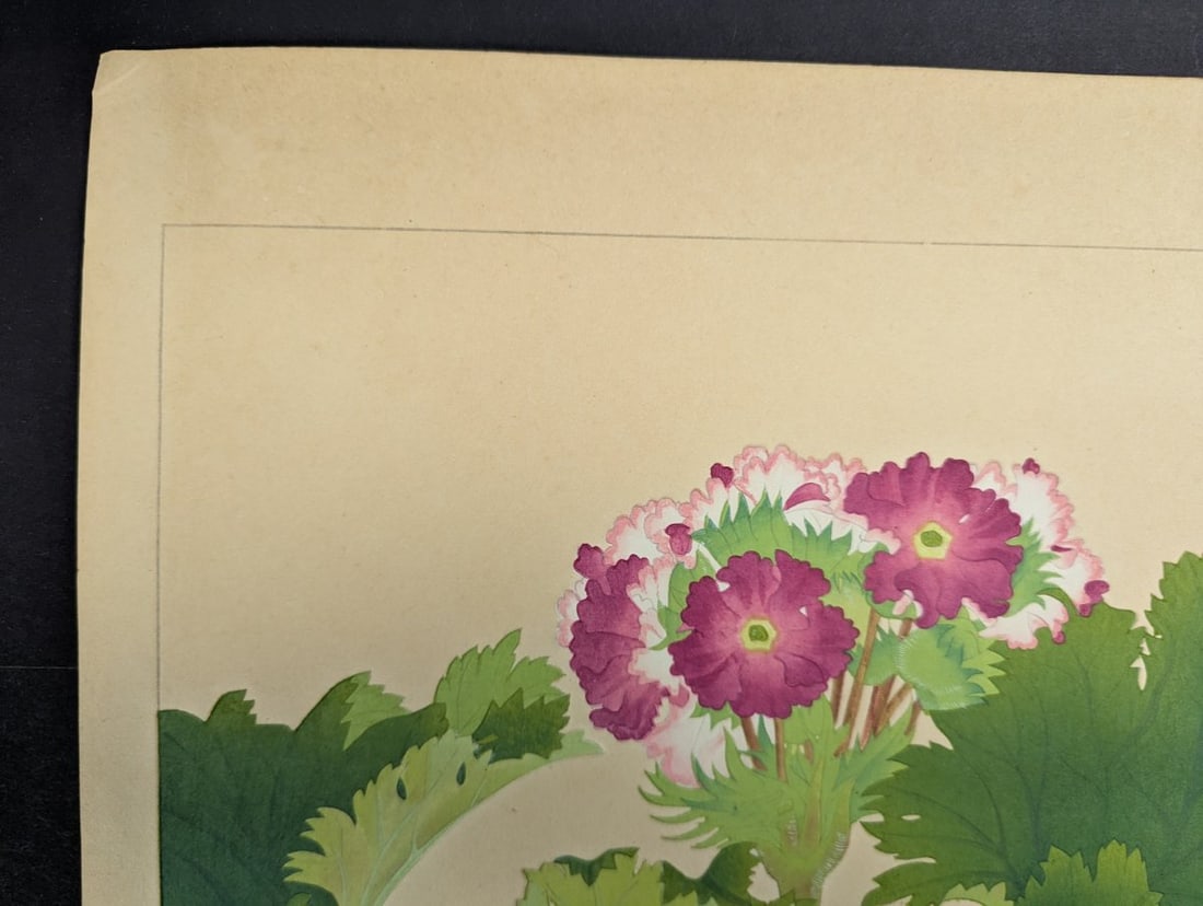 Rakuzan Tsuchiya Japanese Woodblock Print 'Primula Sinensis' - Beautiful Botanical Art - 2