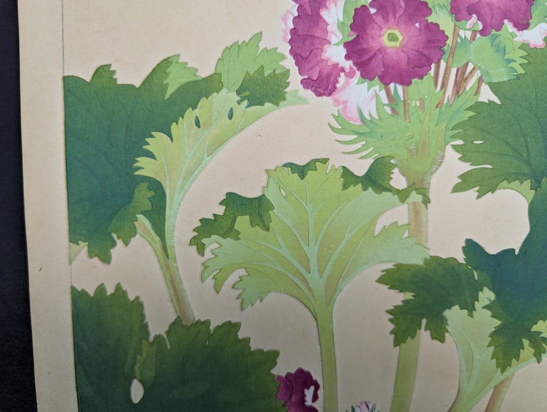 Rakuzan Tsuchiya Japanese Woodblock Print 'Primula Sinensis' - Beautiful Botanical Art - 3