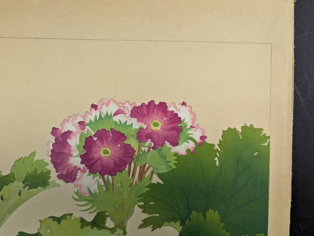 Rakuzan Tsuchiya Japanese Woodblock Print 'Primula Sinensis' - Beautiful Botanical Art - 4