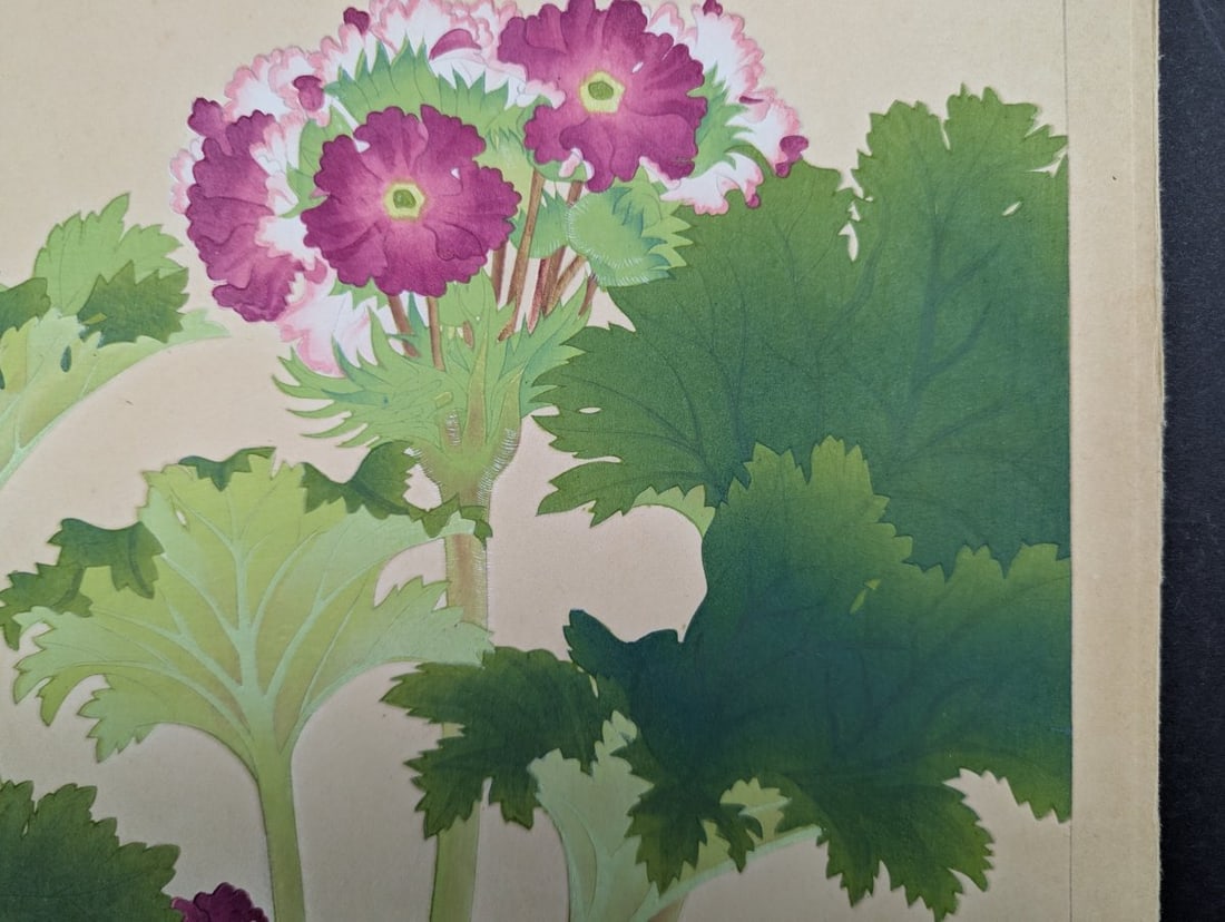 Rakuzan Tsuchiya Japanese Woodblock Print 'Primula Sinensis' - Beautiful Botanical Art - 5