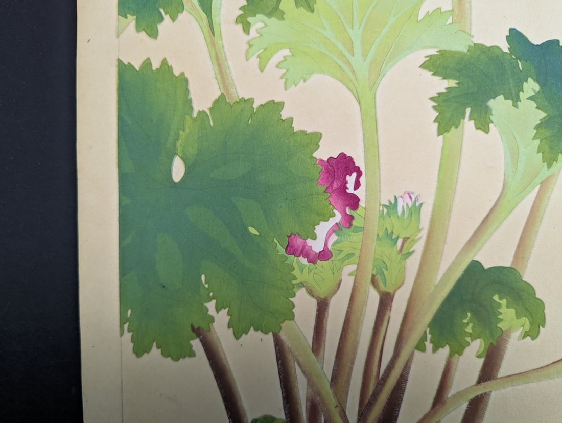 Rakuzan Tsuchiya Japanese Woodblock Print 'Primula Sinensis' - Beautiful Botanical Art - 6