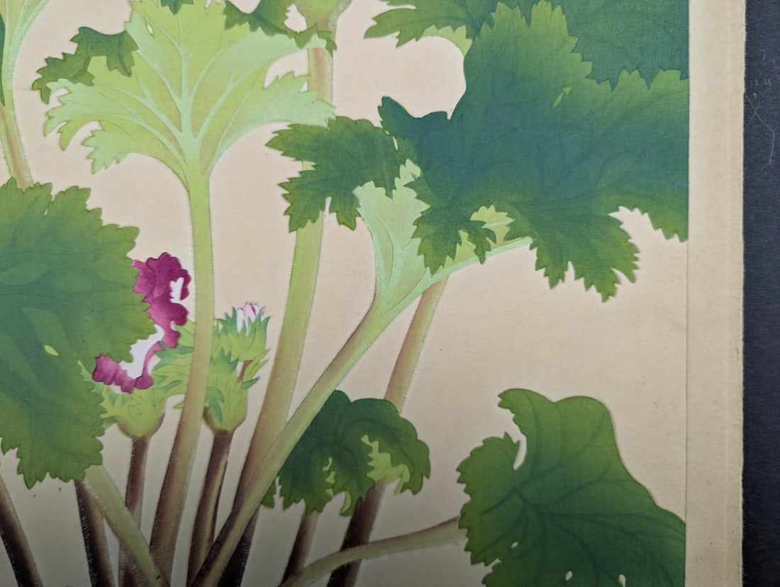 Rakuzan Tsuchiya Japanese Woodblock Print 'Primula Sinensis' - Beautiful Botanical Art - 7