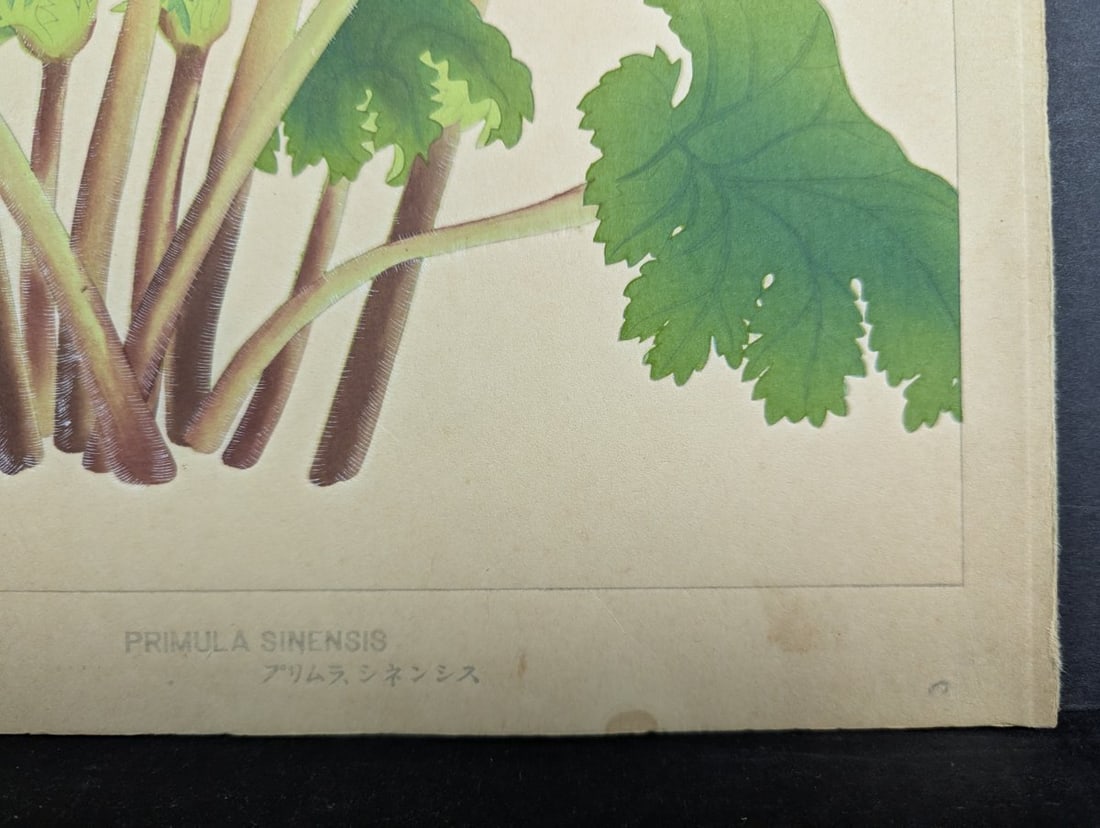 Rakuzan Tsuchiya Japanese Woodblock Print 'Primula Sinensis' - Beautiful Botanical Art - 9