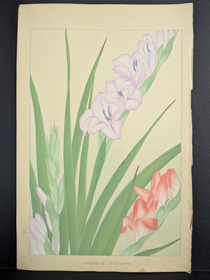 Japanese Woodblock Print by Rakuzan Tsuchiya - Gladiolus - Kacho Gafu Series: **Important** Please read below description on how to avoid high shipping costs. This captivating Japanese woodblock print titled 'Gladiolus' is by the renowned Shin-hanga artist Rakuzan Tsuchiya.